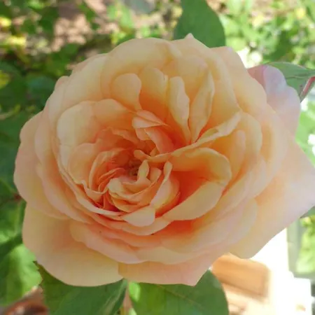 Zur Egge Lejlighed *